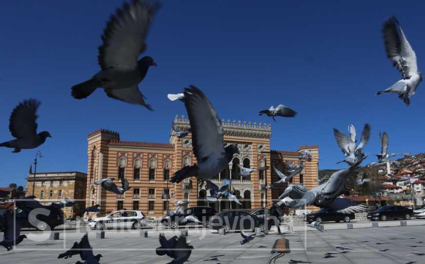 Tajna tjeranja ptica iz vašeg vrta: Stručnjak savjetuje ovu metodu